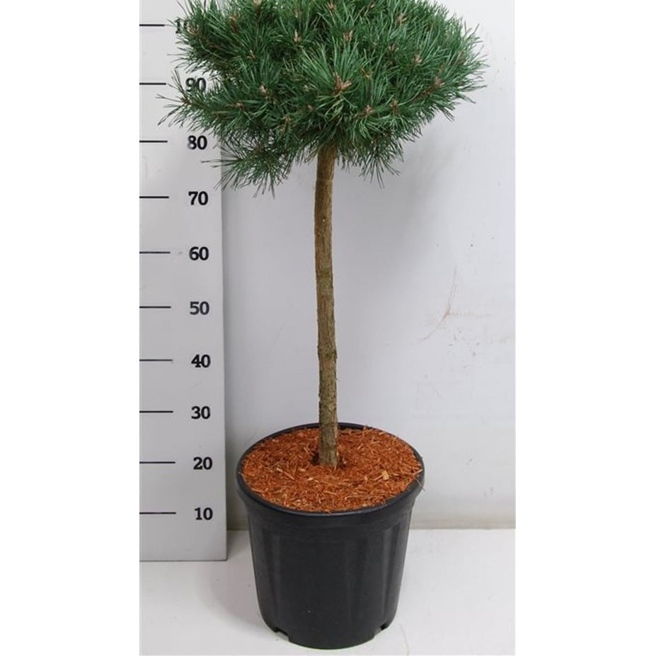 Tall – Pinus sylvestris 'Martham' - C25 60 cm. Stam